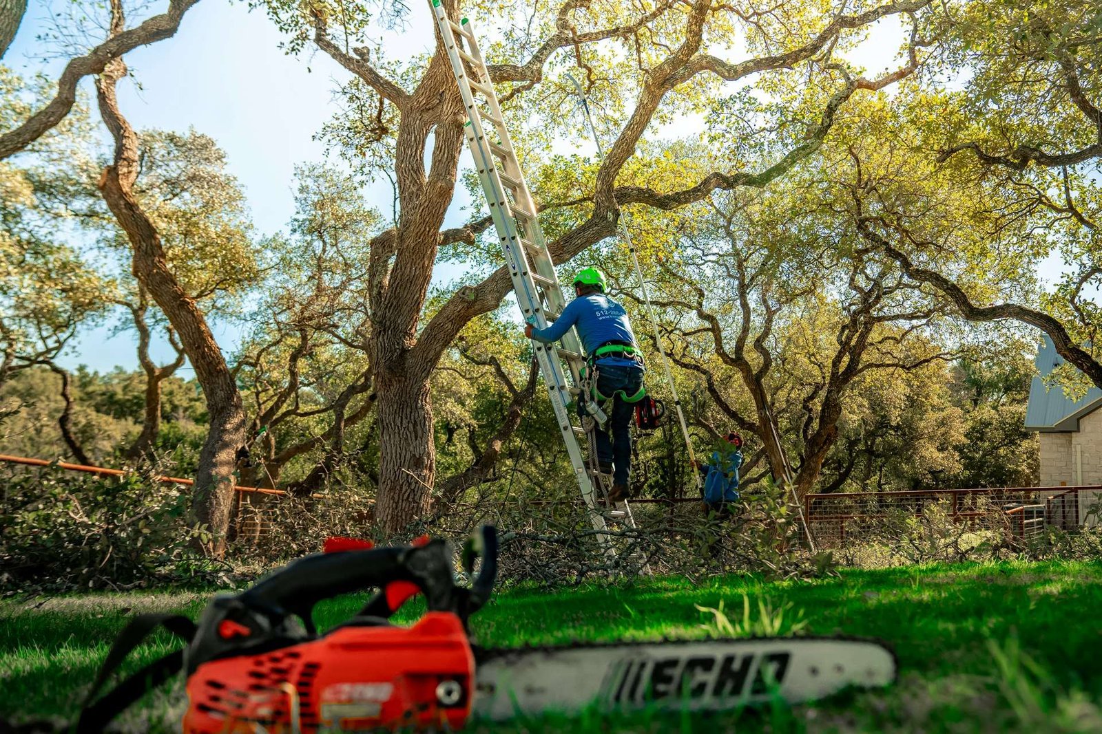 Arborist trimming live oaks from a ladder