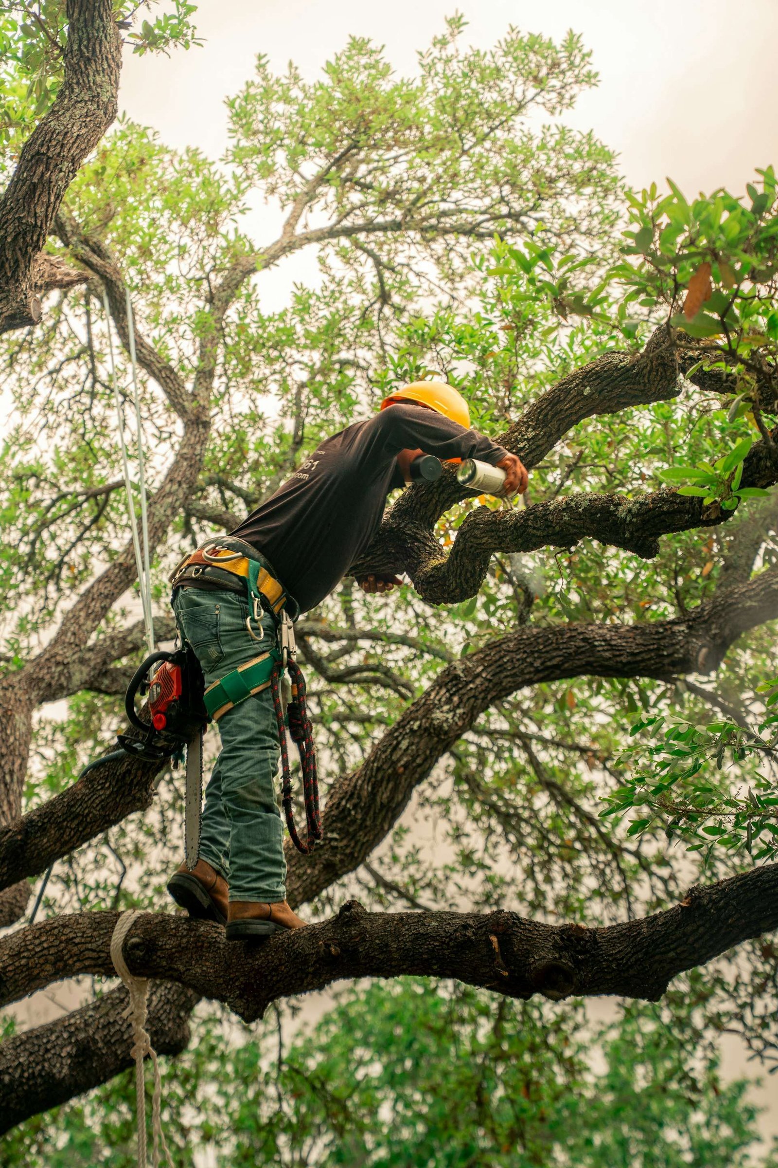 Arborist in a helmet and harness pruning a tree branch with a handsaw