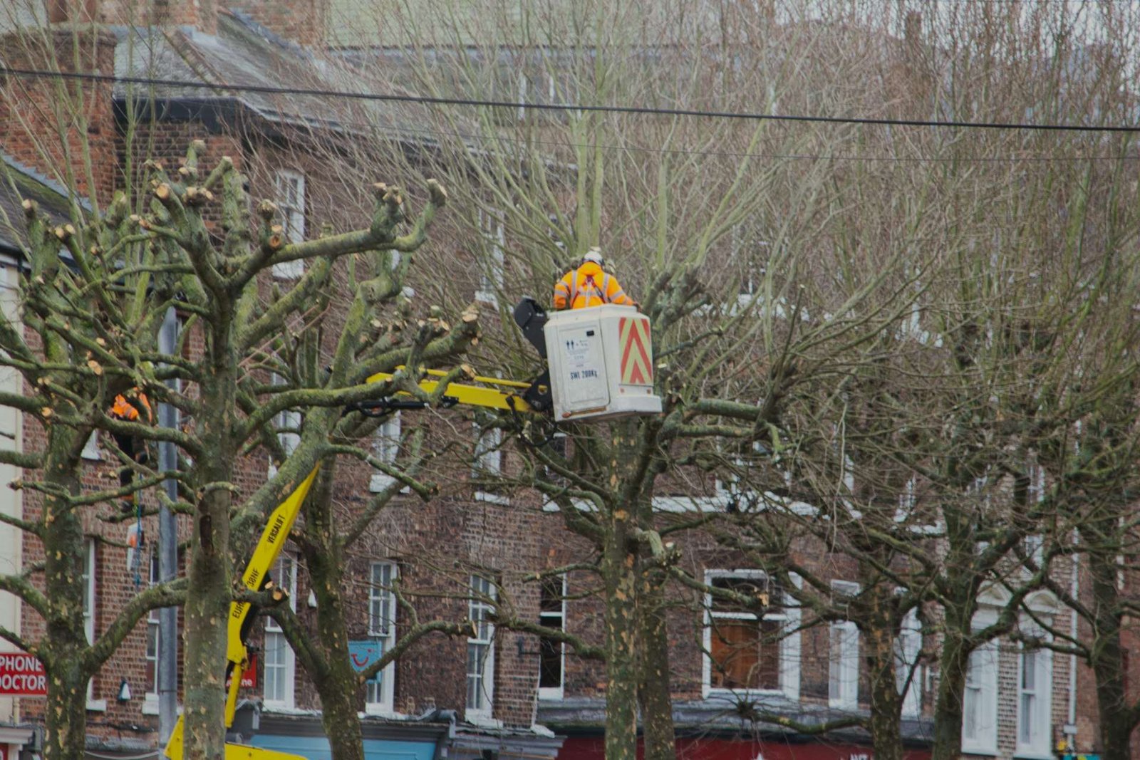 Bucket truck lifting a worker into the canopy to trim street trees along a road