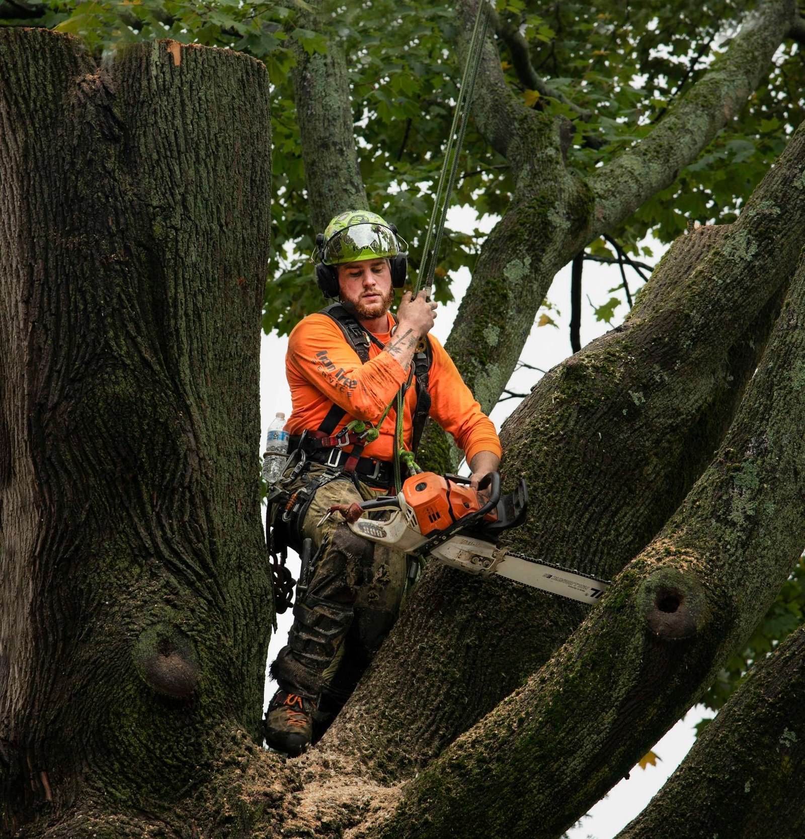 Tree climber in a helmet and orange shirt working high in a tree with a chainsaw