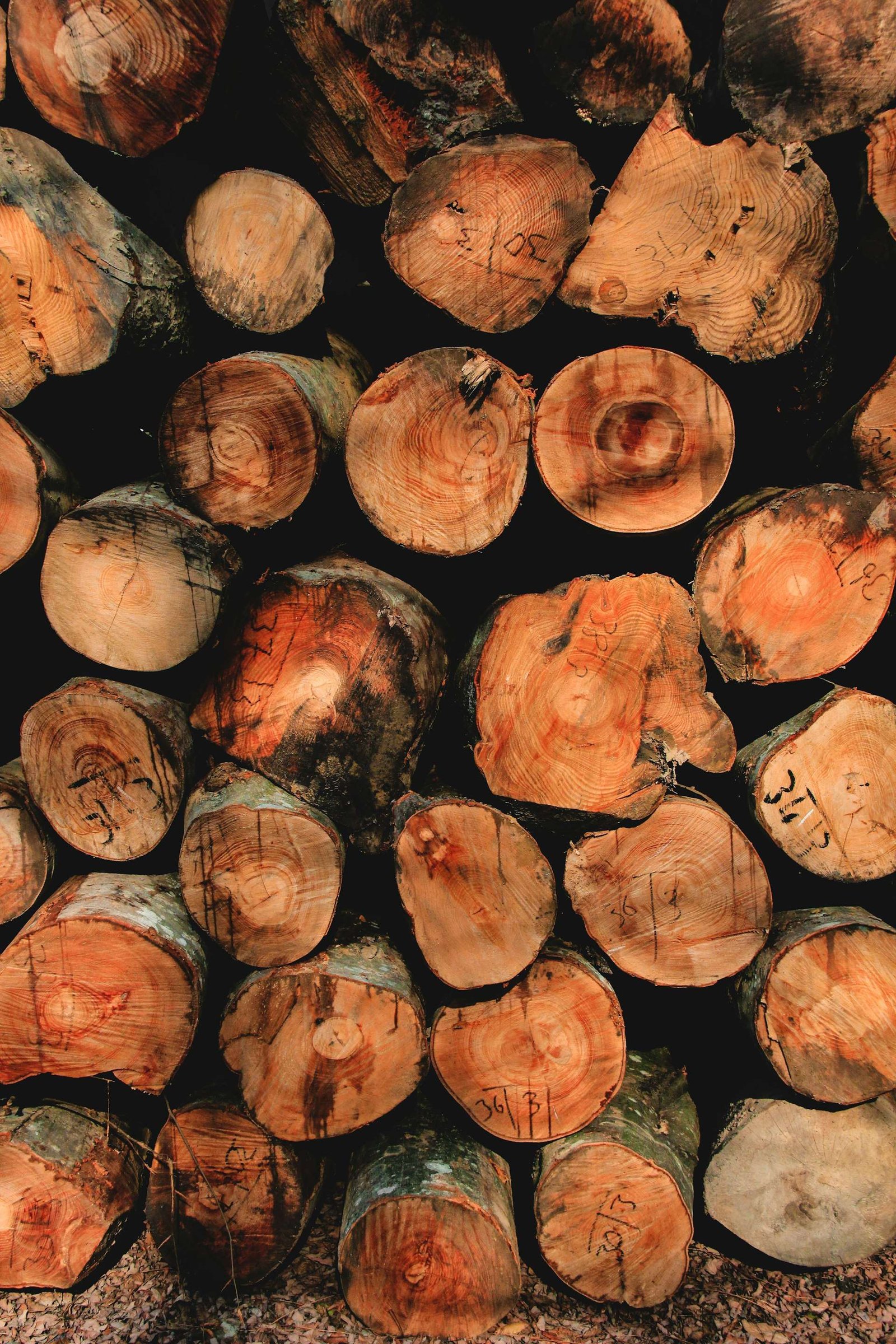 Stack of freshly cut log rounds piled on the ground after trees were felled