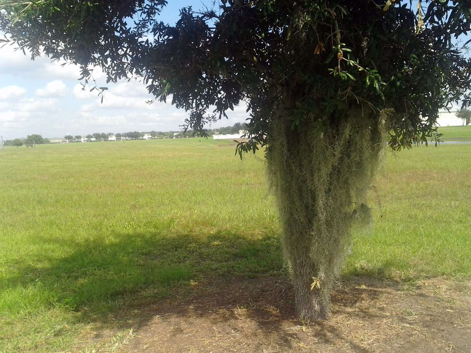 Large live oak with wide spreading limbs draped in Spanish moss