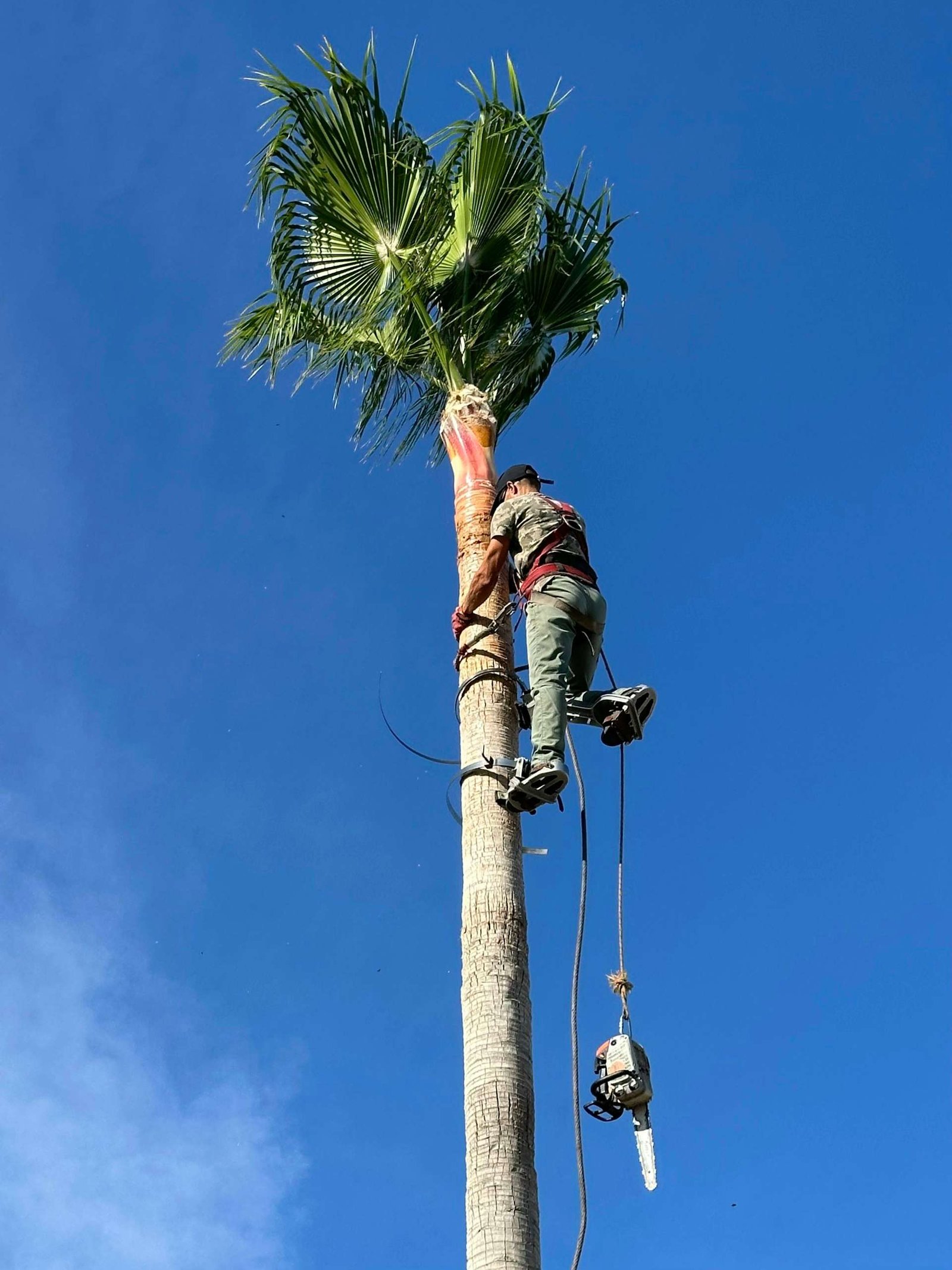 Tree climber using a rope and harness to trim the fronds of a tall palm tree